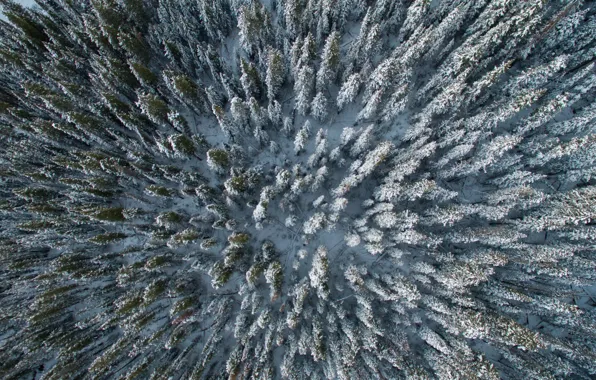 Winter, Forest, ate, tree, the view from the top, winter forest, quadcopter