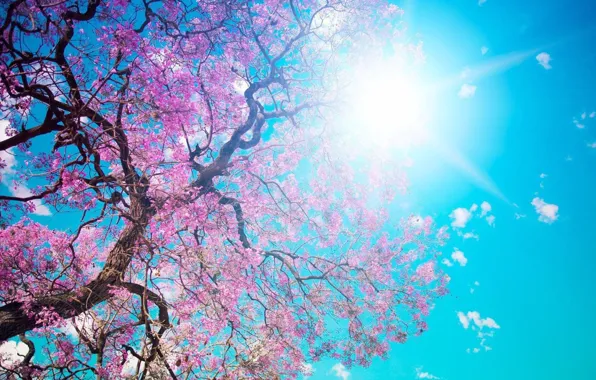 Picture summer, the sun, rays, photo, Sakura, pirada