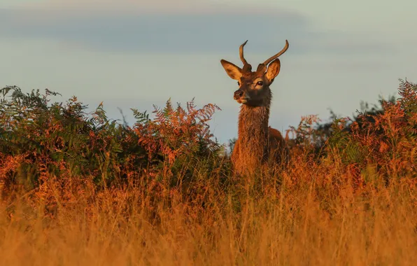 Picture the sky, grass, look, face, light, thickets, the evening, deer