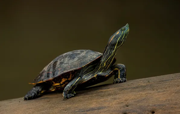 Pose, the dark background, turtle, bug, water, water