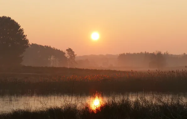 Field, forest, the sky, grass, the sun, light, trees, fog