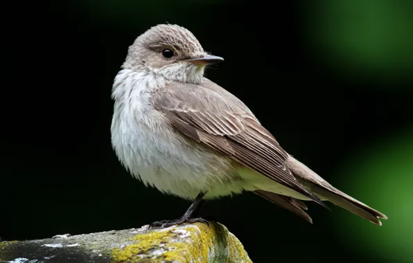 Picture look, stay, Spotted Flycatcher