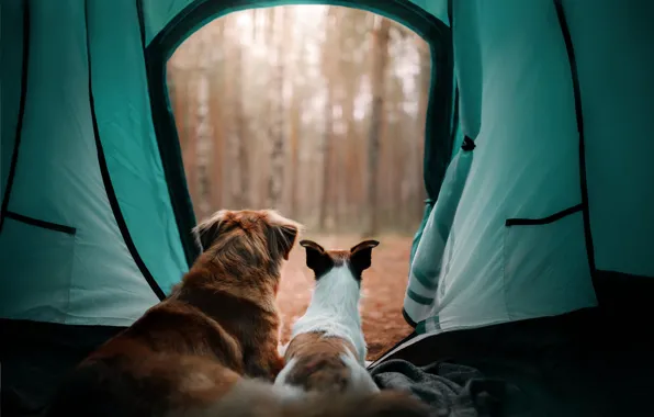 Autumn, forest, dogs, nature, pose, together, back, dog