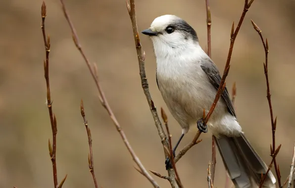 Picture branches, Canada, tail, Jay, Riding Mountain National Park, Manitoba, gray Jay