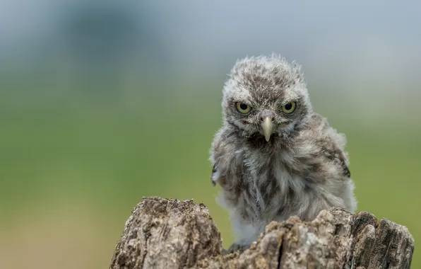 Look, nature, pose, background, owl, bird, stump, chick