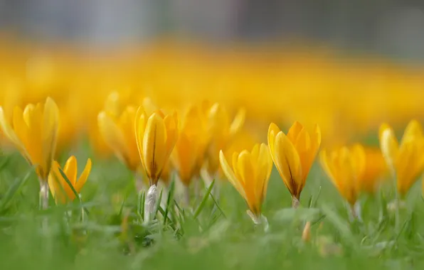 Picture flowers, yellow, background, glade, spring, crocuses, buds