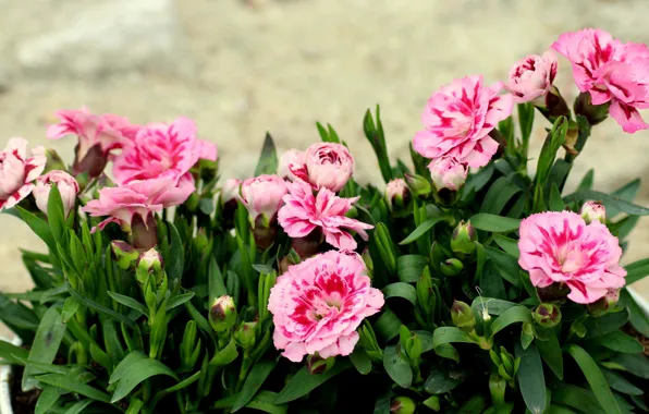 Summer, leaves, flowers, background, pot, pink, flowerbed, carnation