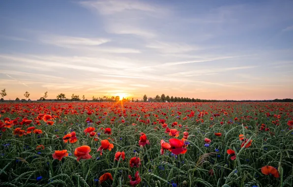 Field, summer, the sky, landscape, flowers, nature, Maki, meadow
