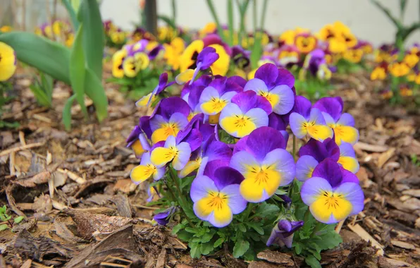 Flowers, glade, spring, garden, Pansy, flowerbed, lilac, yellow