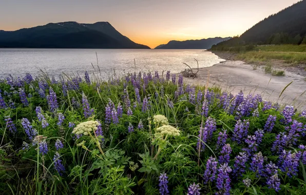 Picture flowers, mountains, Bay