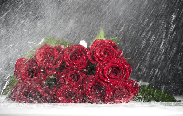 Picture water, drops, rain, roses, bouquet, red