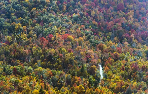 Road, autumn, forest, trees, USA, the view from the top, North Carolina