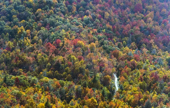 Picture road, autumn, forest, trees, USA, the view from the top, North Carolina