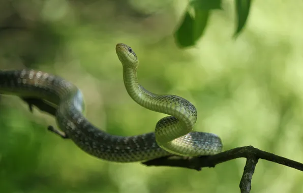 Picture up, snake, branch, blur, looks, winds