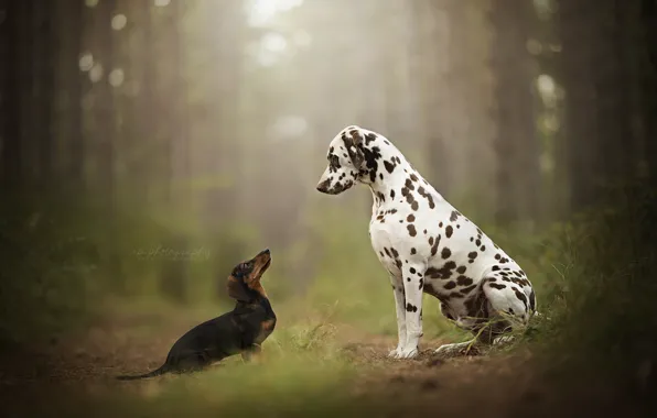 Forest, bokeh, two dogs, Dalmatian, Dachshund, peepers