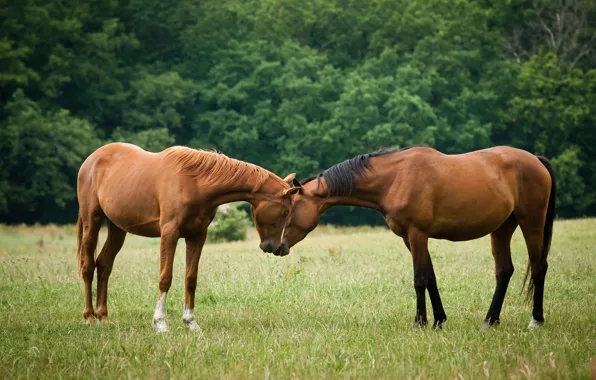 Greens, field, forest, pose, Park, glade, horses, horse