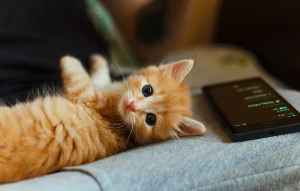 Cat, kitty, red, lies, phone, face, bokeh, cell phone