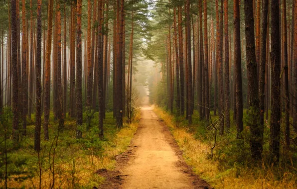 Forest, trail, pine, Bor