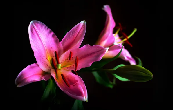 Nature, Lily, petals
