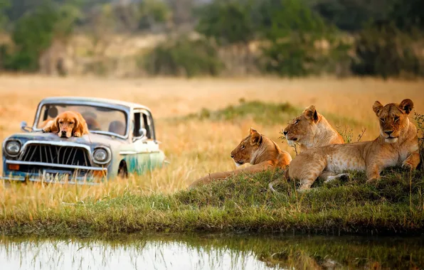 Field, machine, grass, look, shore, dog, lions, pond