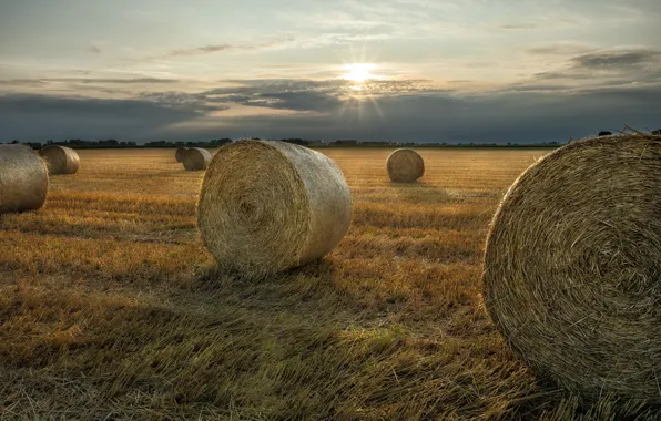 Field, summer, sunset, hay