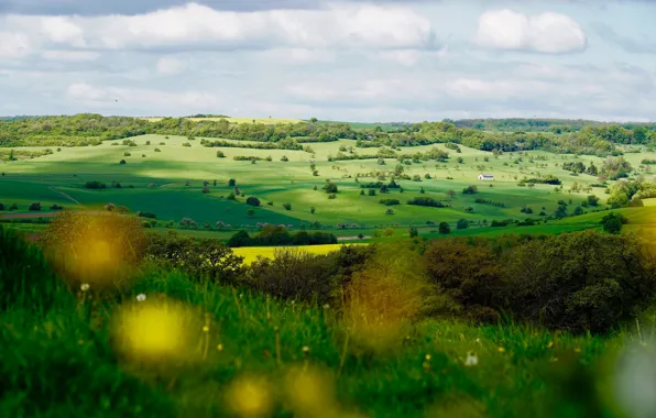 Greens, field, forest, summer, the sky, grass, clouds, light