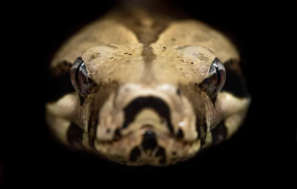 Snake, Python, reptile, Closeup, Wild Photography