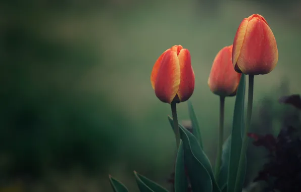 Wallpaper orange, red, green, garden, background, tulips, leaves, spring