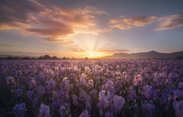 Field, the sky, the sun, clouds, rays, light, flowers, mountains