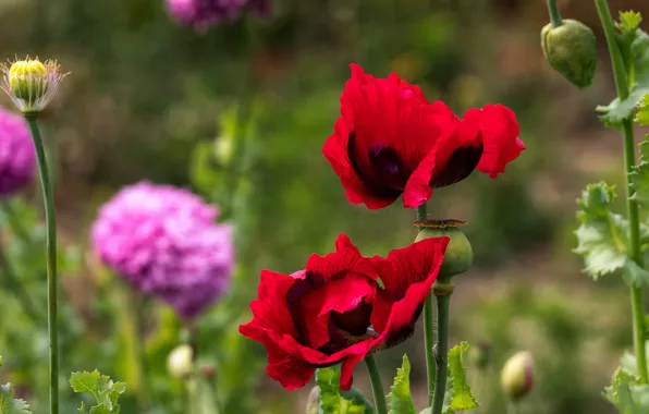 Flowers, Maki, garden, red, Duo, bokeh