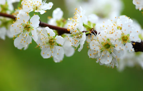 Flowers, cherry, branch, spring, white, flowering, blur, green background