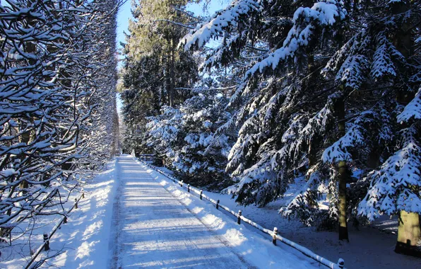 Trees, park, winter, snow, alley
