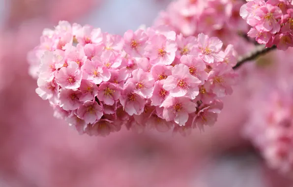 Picture macro, flowers, cherry, sprig, tree, petals, Japan, blur