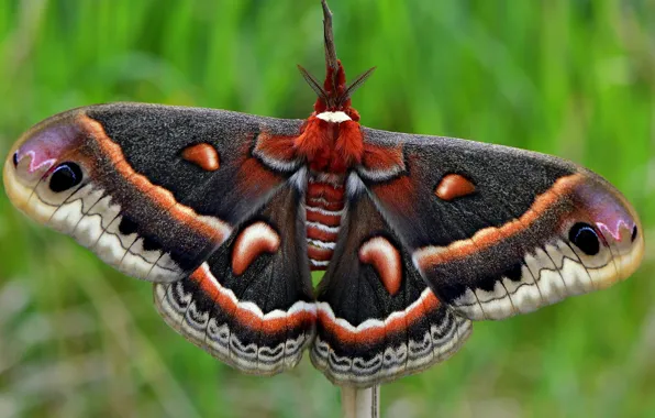 Greens, macro, background, butterfly, insect, wings, hairy, Emperor moth