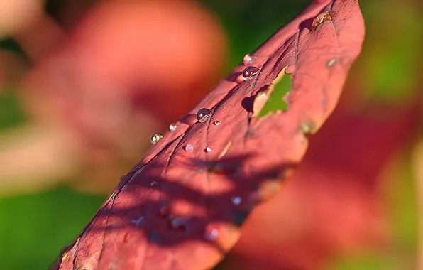 Leaves, drops, macro