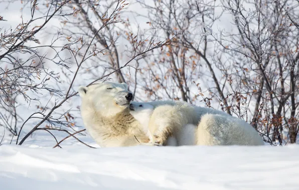 Winter, snow, branches, nature, the snow, lies, bear, polar bears
