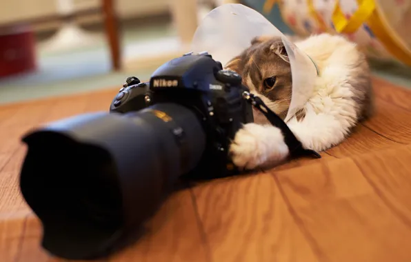 Picture Nikon, Cat, Camera