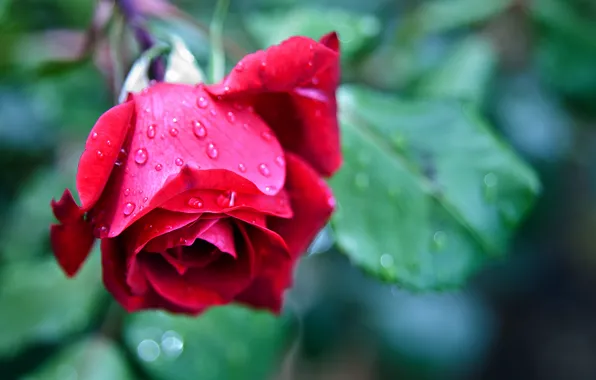 Picture drops, macro, flowers, red, roses, blur, colorful, red