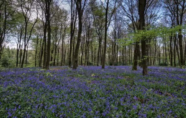 Purple, flowers, forest, forest, field of flowers, flowers, purple, branches