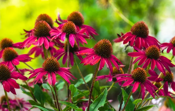 Picture flowers, red, flowerbed, Echinacea