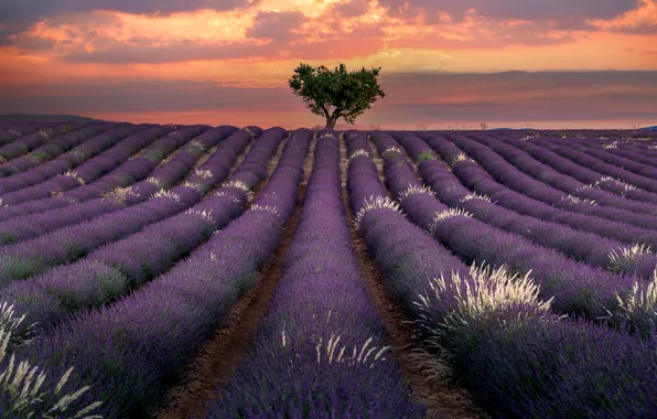 Flowers, tree, the ranks, lavender, plantation, lavender field