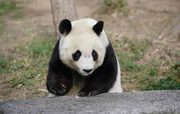 Look, tree, glade, stone, bear, bear, Panda, face