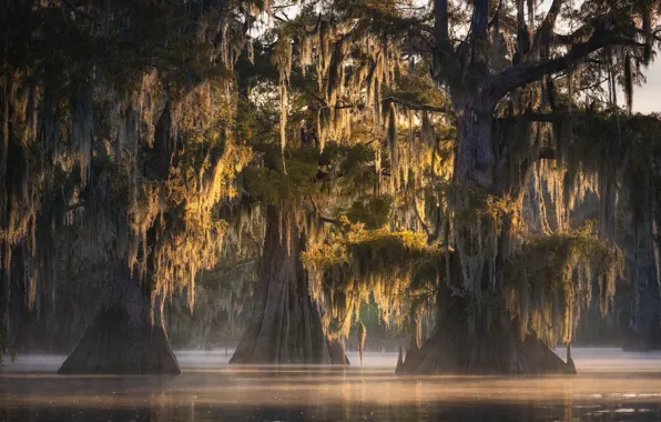 Picture swamp, backlight, Louisiana, fall colors, spanish moss, Atchafalaya Basin, Misty Trio