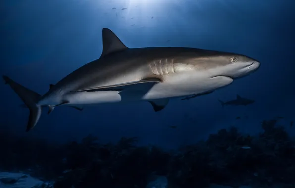 Sea, water, shark, underwater world