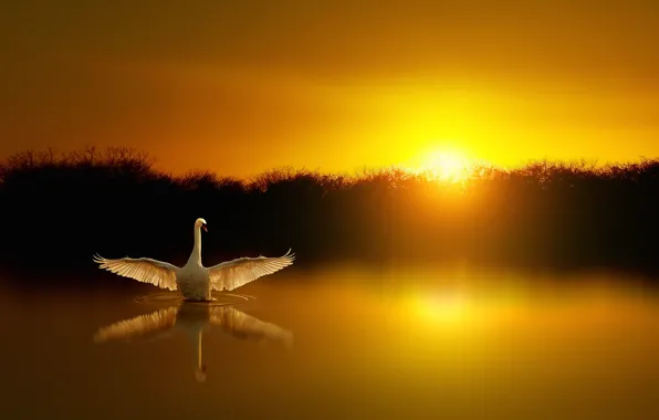 WINGS, BIRD, REFLECTION, SUNSET, LAKE, SWAN