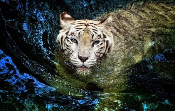 White, tiger, tiger, big cat, floats, albino