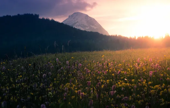 Field, landscape, morning