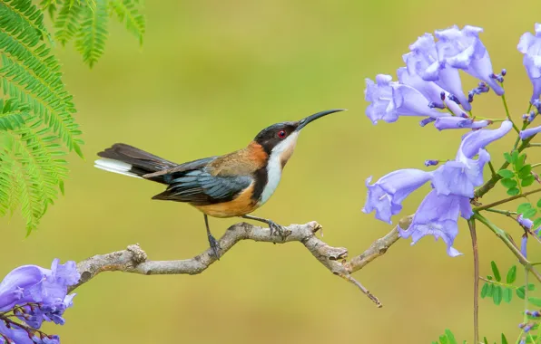 Picture leaves, flowers, bird, branch, Eastern Spinebill, Acanthorhynchus tenirostris