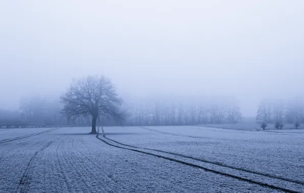 Picture winter, field, snow, fog, tree, trail, frost, track