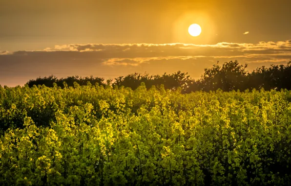 Picture field, sunset, rape